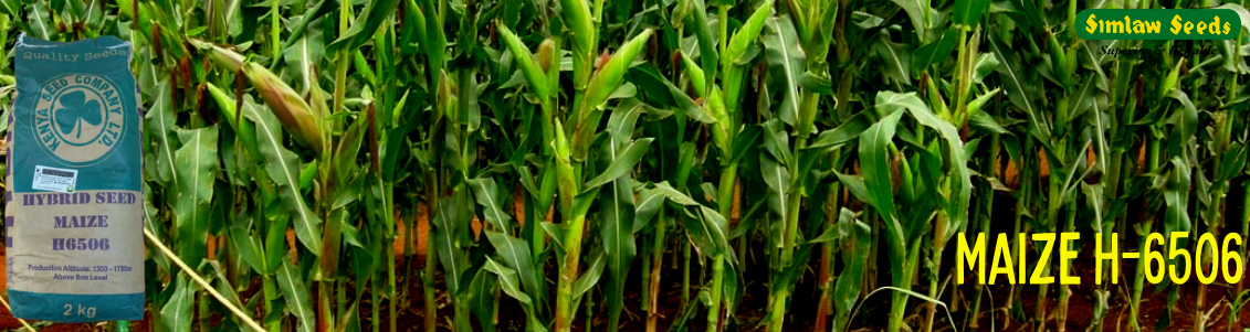 MAIZE